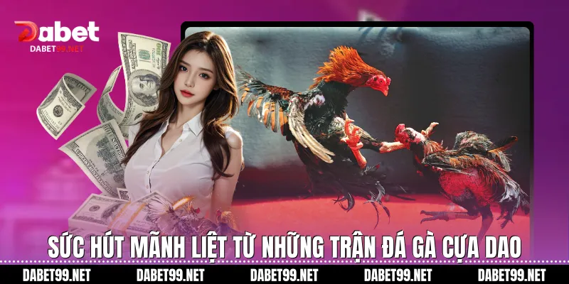 Sức hút mãnh liệt từ những trận đá gà cựa dao