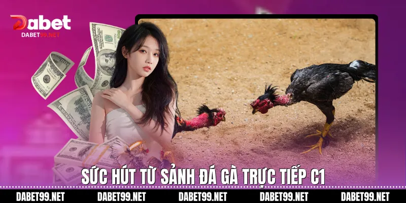 Sức hút từ sảnh đá gà trực tiếp C1